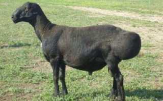 Эдильбаевская порода овец — уход и разведение