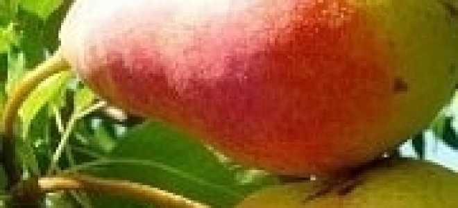 Зимостойкие сорта груши уральской селекции — Сады Сибири