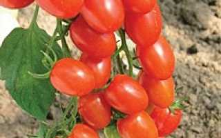 Фото, отзывы, описание, характеристика, урожайность гибрида помидора «Настя Сластена F1»