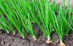 Выращивание лука: как правильно вырастить репчатый лук из севка крупным, агротехника