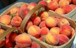 19 лучших сортов персиков: ранние, средние, поздние, самоопыляемые