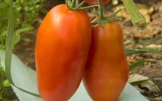 Томат «Перцевидный оранжевый» — описание, фото помидоров, отзывы о сорте