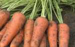 Морковь Купар F1: описание, фото, отзывы