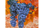 Посадка винограда осенью саженцами и черенками