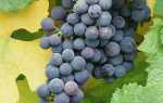 Виноград — Альфа: описание сорта, фото, отзывы