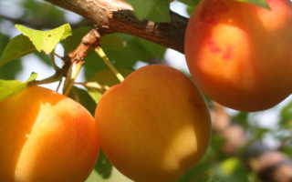 Сорт абрикоса Графиня, описание, характеристика и отзывы