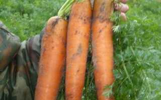 Морковь Бангор F1: описание, фото, отзывы