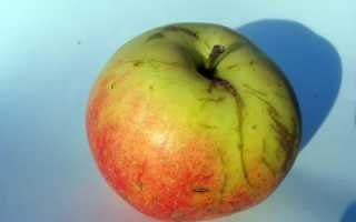Яблоня Пепин шафранный: описание сорта и фото
