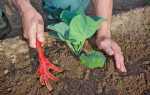 Посадка капусты в грунт рассадой: когда и как правильно высаживать