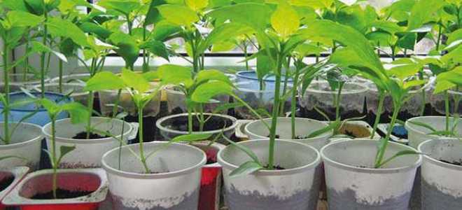 Koгдa caжaть пepeц нa paccaдy пo лyннoмy кaлeндapю в 2019 гoдy