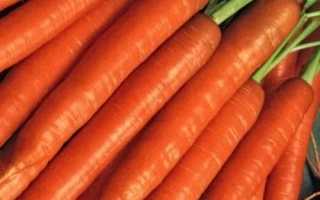 Морковь Берликум роял: описание, фото, отзывы