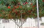 Томатное (помидорное) дерево спрут f1: выращивание в теплице, посадка и уход отзывы и фото — eТеплица