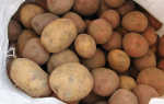 Обработка картофеля перед посадкой для повышения урожайности и защиты от вредителей