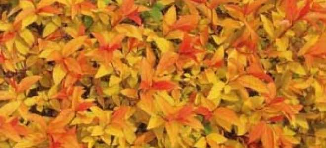 Спирея японская Голдфлейм (Spiraea japonica Goldflame)