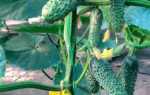 Огурец Лилипут: описание и характеристика сорта, урожайность с фото