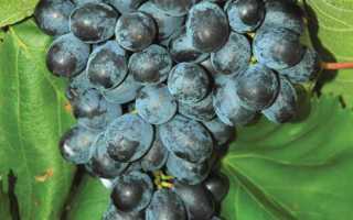Молдова (виноград): описание сорта, характеристики, посадка и уход