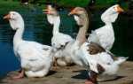 Холмогорские гуси: описание породы фото