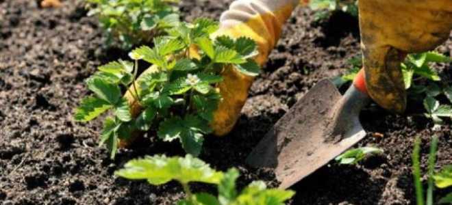 Безусая клубника: сорта, описание фото