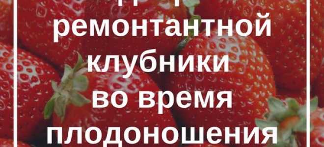 Подкормка ремонтантной клубники во время плодоношения