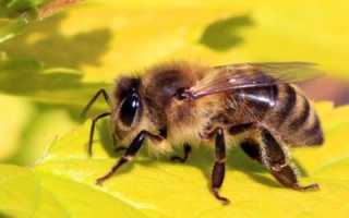 Профессия пчеловод, или пасечник