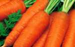 Лосиноостровская морковь: описание, выращивание
