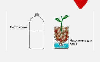 Выращивание клубники в бутылках