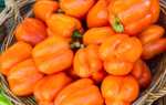 Перец Апельсин: характеристика сорта, описание, отзывы, урожайность