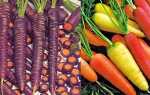 Морковь необычные сорта, Огород и земледелие