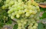 Описание сорта винограда Фрумоаса Албэ