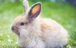 Чем можно кормить декоративных кроликов: особенности ухода и содержания, рацион питания, фото