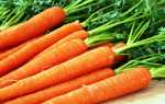 14 сорта моркови для зимнего хранения: среднеспелые, поздние, ранние, крупные