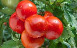 Тепличные сорта высокоурожайных томатов, стойкие к болезням: перечень самых популярных среди огородников в средней полосе России гибридов