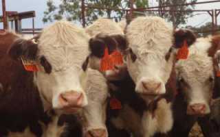Казахская белоголовая порода коров: характеристики, особенности и отзывы