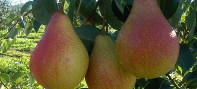 Груша: польза и вред для здоровья человека, противопоказания