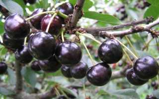 Сорт вишни Антрацитовая: фото, отзывы, описание, характеристики