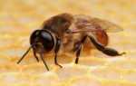 Пчела трутовка: как исправить семью и матку (фото, видео)