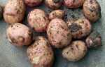 Сорт картофеля Жуковский (Жуковский ранний): фото, отзывы, описание, характеристики