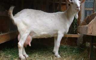 Горьковская порода коз: описание фото