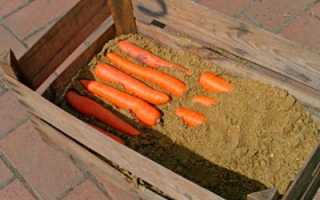 Как хранить зимой морковь в погребе, подполе или подвале частного деревянного дома, чтобы не вяла: 8 лучших способов правильно сберегать урожай до весны