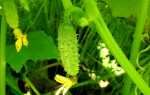 Партенокарпический сорт огурцов: что это, особенности выращивания и плодоношения