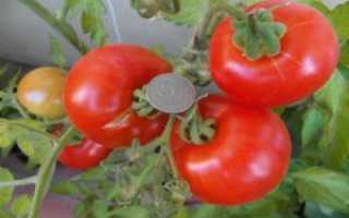 Описание, характеристика, посев на рассаду, подкормка, урожайность, фото, видео и самые распространенные болезни томатов сорта «Морозко»