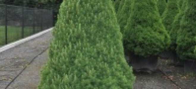 Ель Глаука Коника: общая информация, советы по уходу за растением в домашних условиях и при пересадке в открытый грунт