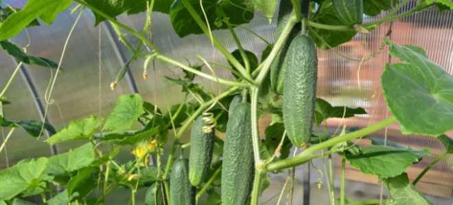Как правильно ухаживать за огурцами в теплице — Сад и огород