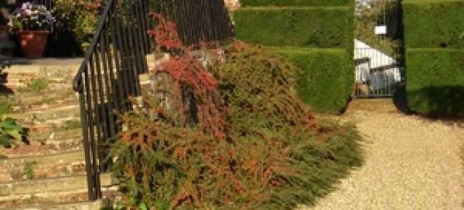 Кизильник горизонтальный в ландшафтном дизайне: выбор места и посадка, размножение и уход