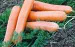 Морковь без сердцевины: сорта, описание, фото