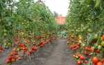 Высокорослые помидоры: 7 самых лучших сортов для открытого грунта