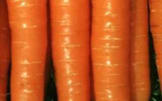 Морковь Болеро F1: описание, фото, отзывы