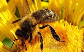 Медоносная пчела: особенности строения, развития и классификация