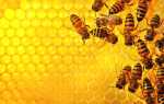 Способы размножения пчел: естественное и искусственное