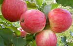 Фото и описание яблони Мельба, посадка, уход, полив и подкормка видео